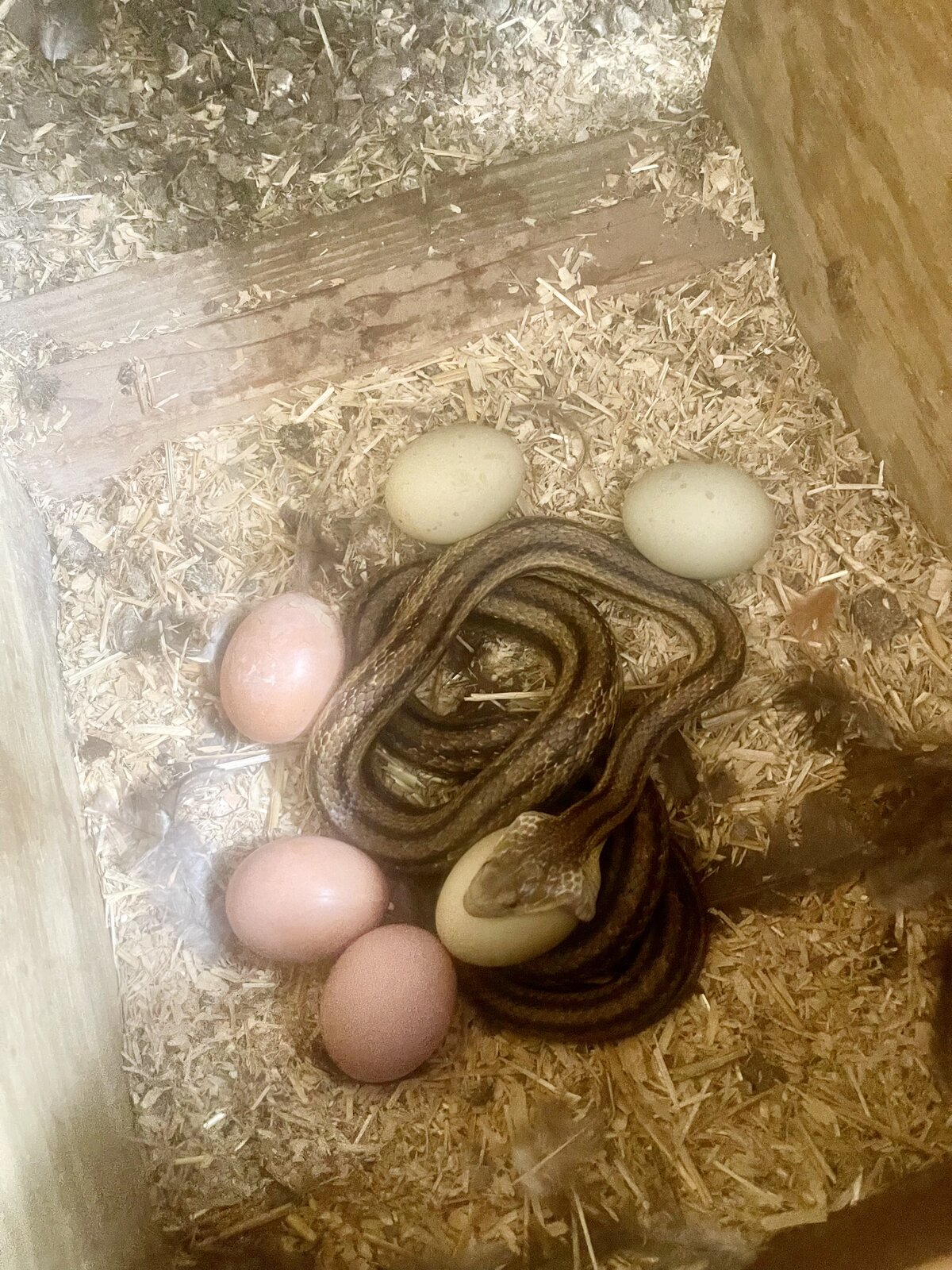 Common Snake Species in Northeast Florida